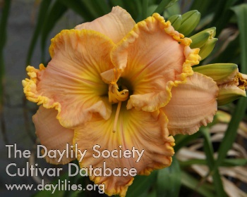 Daylily Touched by Pat